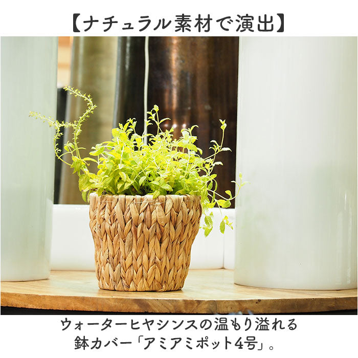 amiami4_1_1200x1200.jpg?v=