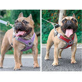 ハーネスリード 犬 通販 ハーネス リード付き ハーネスリードセット ハーネス&リード 胴輪 首輪 リードセット 犬具 簡単装着 一体型 犬用 猫用 ペット 小型犬 いぬ イヌ シンプル お散歩