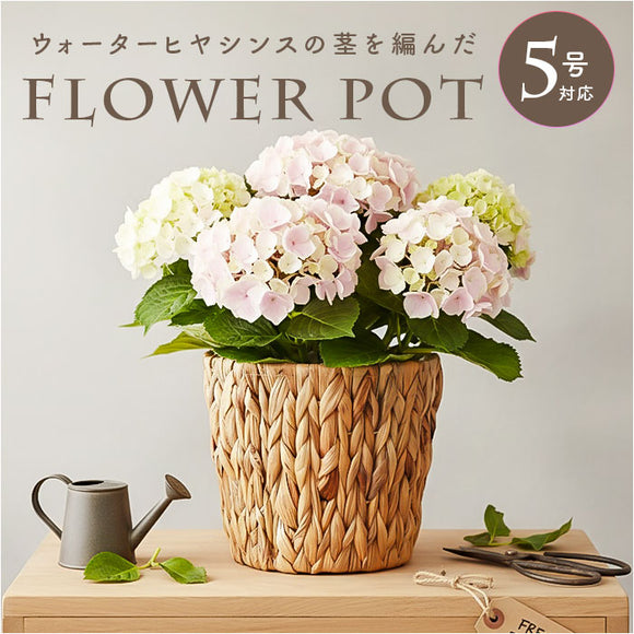 amiami5_580x.jpg?v=1767835965