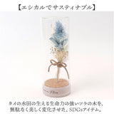 ソラフラワー ガラスボトル 通販 コルクブーケ フラワー 花 はな ドームフラワー ディスプレイ ブーケ 飾り 置き物 置物 母の日 ナチュラル ギフト 贈り物 ギフト かわいい 可愛い 小さめ