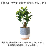 光触媒 フェイクグリーン 通販 観葉植物 人工観葉植物 ポット 鉢植え CMポット インテリアグリーン イミテーショングリーン 消臭 抗菌 防カビ 屋内 室内 おしゃれ かわいい 玄関 リビング