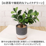 光触媒 フェイクグリーン 通販 観葉植物 人工観葉植物 ポット 鉢植え CMポット インテリアグリーン イミテーショングリーン 消臭 抗菌 防カビ 屋内 室内 おしゃれ かわいい 玄関 リビング