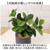 光触媒 フェイクグリーン 通販 観葉植物 人工観葉植物 ポット 鉢植え CMポット インテリアグリーン イミテーショングリーン 消臭 抗菌 防カビ 屋内 室内 おしゃれ かわいい 玄関 リビング