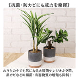 光触媒 フェイクグリーン 通販 観葉植物 人工観葉植物 ポット 鉢植え CMポット インテリアグリーン イミテーショングリーン 消臭 抗菌 防カビ 屋内 室内 おしゃれ かわいい 玄関 リビング