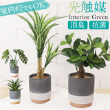 光触媒 フェイクグリーン 通販 観葉植物 人工観葉植物 ポット 鉢植え CMポット インテリアグリーン イミテーショングリーン 消臭 抗菌 防カビ 屋内 室内 おしゃれ かわいい 玄関 リビング