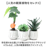 光触媒 観葉植物 通販 フェイクグリーン 人工観葉植物 フェイク グリーン イミテーショングリーン 消臭 抗菌 造花 鉢 ポット おしゃれ オシャレ 置物 置き物 インテリア 癒やし 癒し