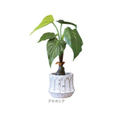 光触媒 観葉植物 通販 フェイクグリーン 人工観葉植物 フェイク グリーン イミテーショングリーン 消臭 抗菌 造花 鉢 ポット おしゃれ オシャレ 置物 置き物 インテリア 癒やし 癒し