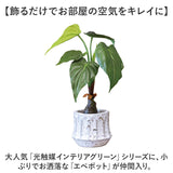 光触媒 観葉植物 通販 フェイクグリーン 人工観葉植物 フェイク グリーン イミテーショングリーン 消臭 抗菌 造花 鉢 ポット おしゃれ オシャレ 置物 置き物 インテリア 癒やし 癒し