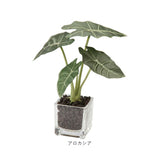 観葉植物 フェイク 小さい 通販 フェイクグリーン アーティフィシャルグリーン インテリアグリーン 人工観葉植物 卓上 小さめ 小型 ミニ ガラス 鉢 ポット ガラスポット ガラス鉢