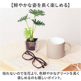 観葉植物 フェイク 小さい 通販 フェイクグリーン アーティフィシャルグリーン インテリアグリーン 人工観葉植物 卓上 小さめ 小型 ミニ ガラス 鉢 ポット ガラスポット ガラス鉢
