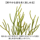 観葉植物 フェイク 大型 通販 フェイクグリーン ミルクブッシュ アーティフィシャルグリーン ミドリサンゴ インテリアグリーン 人工観葉植物 大きめ 鉢植え ポット リビング おしゃれ