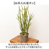 観葉植物 フェイク 大型 通販 フェイクグリーン ミルクブッシュ アーティフィシャルグリーン ミドリサンゴ インテリアグリーン 人工観葉植物 大きめ 鉢植え ポット リビング おしゃれ