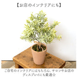 観葉植物 フェイク 大型 通販 フェイクグリーン アーティフィシャルグリーン インテリアグリーン 人工観葉植物 大きめ 鉢植え ポット 玄関 リビング オフィス 店舗 おしゃれ ギフト
