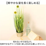 観葉植物 フェイク 大型 通販 フェイクグリーン ポンポングラス アーティフィシャルグリーン インテリアグリーン 人工観葉植物 大きめ 鉢植え ポット 玄関 リビング オフィス