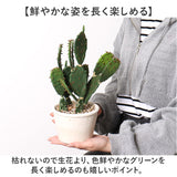 観葉植物 フェイク 大型 通販 フェイクグリーン サボテン アーティフィシャルグリーン インテリアグリーン 人工観葉植物 大きめ 鉢植え ポット 玄関 リビング オフィス 店舗 おしゃれ