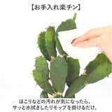 観葉植物 フェイク 大型 通販 フェイクグリーン サボテン アーティフィシャルグリーン インテリアグリーン 人工観葉植物 大きめ 鉢植え ポット 玄関 リビング オフィス 店舗 おしゃれ