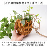 光触媒 フェイクグリーン 通販 観葉植物 人工観葉植物 ハンギング 吊り下げ ハンギングバスケット インテリアグリーン イミテーショングリーン 消臭 抗菌 防カビ 屋内 室内 おしゃれ 玄関