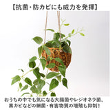 光触媒 フェイクグリーン 通販 観葉植物 人工観葉植物 ハンギング 吊り下げ ハンギングバスケット インテリアグリーン イミテーショングリーン 消臭 抗菌 防カビ 屋内 室内 おしゃれ 玄関