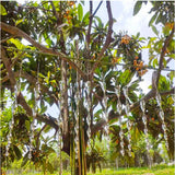 鳥よけグッズ 通販 虫除け 鳥よけ棒 太陽光反射 スパイラル 害鳥対策 吊下げ式 ねじれ加工 鳥避け棒 カラス対策 鳥害対策 鳥対策グッズ 駆除 防鳥 吊り下げ紐付き シンプル 寄せ付けない