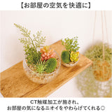 CT触媒 フェイクグリーン 通販 キシマ Lサイズ アーティフィシャルグリーン 観葉植物 フェイク グリーン 人工観葉植物 卓上 多肉植物 寄せ植え ガラス 消臭 小さめ ミニ 小型 かわいい