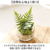 CT触媒 フェイクグリーン 通販 キシマ Lサイズ アーティフィシャルグリーン 観葉植物 フェイク グリーン 人工観葉植物 卓上 多肉植物 寄せ植え ガラス 消臭 小さめ ミニ 小型 かわいい