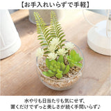 CT触媒 フェイクグリーン 通販 キシマ Lサイズ アーティフィシャルグリーン 観葉植物 フェイク グリーン 人工観葉植物 卓上 多肉植物 寄せ植え ガラス 消臭 小さめ ミニ 小型 かわいい