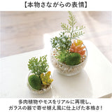 CT触媒 フェイクグリーン 通販 キシマ Lサイズ アーティフィシャルグリーン 観葉植物 フェイク グリーン 人工観葉植物 卓上 多肉植物 寄せ植え ガラス 消臭 小さめ ミニ 小型 かわいい