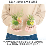 CT触媒 フェイクグリーン 通販 キシマ Lサイズ アーティフィシャルグリーン 観葉植物 フェイク グリーン 人工観葉植物 卓上 多肉植物 寄せ植え ガラス 消臭 小さめ ミニ 小型 かわいい