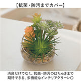 CT触媒 フェイクグリーン 通販 キシマ Sサイズ アーティフィシャルグリーン 観葉植物 フェイク グリーン 人工観葉植物 卓上 多肉植物 寄せ植え ガラス 消臭 小さめ ミニ 小型 かわいい