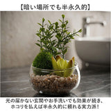 CT触媒 フェイクグリーン 通販 キシマ Sサイズ アーティフィシャルグリーン 観葉植物 フェイク グリーン 人工観葉植物 卓上 多肉植物 寄せ植え ガラス 消臭 小さめ ミニ 小型 かわいい