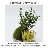 CT触媒 フェイクグリーン 通販 キシマ Sサイズ アーティフィシャルグリーン 観葉植物 フェイク グリーン 人工観葉植物 卓上 多肉植物 寄せ植え ガラス 消臭 小さめ ミニ 小型 かわいい