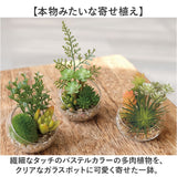 CT触媒 フェイクグリーン 通販 キシマ Sサイズ アーティフィシャルグリーン 観葉植物 フェイク グリーン 人工観葉植物 卓上 多肉植物 寄せ植え ガラス 消臭 小さめ ミニ 小型 かわいい