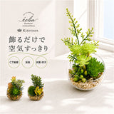 CT触媒 フェイクグリーン 通販 キシマ Sサイズ アーティフィシャルグリーン 観葉植物 フェイク グリーン 人工観葉植物 卓上 多肉植物 寄せ植え ガラス 消臭 小さめ ミニ 小型 かわいい
