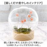 ガラスドーム フラワー 通販 チューリップ ガラスボールS LED ガラス ドーム お花 オブジェ 置き物 置物 おしゃれ かわいい オシャレ 可愛い LUMO ルーモ LEDイルミネーション