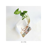 壁掛け 花瓶 通販 一輪挿し フラワーベース ガラス 花びん 花器 小さい コンパクト フック付き 倒れない 涼しげ 透明 クリア 壁飾り ウォールデコ リビング インテリア 水耕栽培 おしゃれ