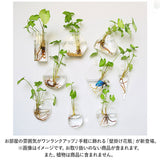 壁掛け 花瓶 通販 一輪挿し フラワーベース ガラス 花びん 花器 小さい コンパクト フック付き 倒れない 涼しげ 透明 クリア 壁飾り ウォールデコ リビング インテリア 水耕栽培 おしゃれ