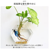 壁掛け 花瓶 通販 一輪挿し フラワーベース ガラス 花びん 花器 小さい コンパクト フック付き 倒れない 涼しげ 透明 クリア 壁飾り ウォールデコ リビング インテリア 水耕栽培 おしゃれ