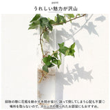 壁掛け 花瓶 通販 一輪挿し フラワーベース ガラス 花びん 花器 小さい コンパクト フック付き 倒れない 涼しげ 透明 クリア 壁飾り ウォールデコ リビング インテリア 水耕栽培 おしゃれ