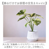 光触媒 フェイクグリーン 通販 人工観葉植物 イミテーショングリーン インテリアグリーン 消臭 抗菌 防カビ おしゃれ ポット 陶器 植物 飾る インテリアプランツ 置物 イミテーション