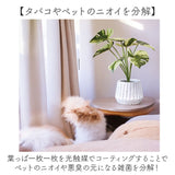 光触媒 フェイクグリーン 通販 人工観葉植物 イミテーショングリーン インテリアグリーン 消臭 抗菌 防カビ おしゃれ ポット 陶器 植物 飾る インテリアプランツ 置物 イミテーション