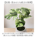 光触媒 フェイクグリーン 通販 人工観葉植物 イミテーショングリーン インテリアグリーン 消臭 抗菌 防カビ おしゃれ ポット 陶器 植物 飾る インテリアプランツ 置物 イミテーション