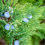 木に塗る オイル 300ml 通販 日本製 木材 木材用 ヒノキの香り エッセンシャルオイル 天然成分 woodfood ウッドフード ウッドケアオイル 国産 木製品用 家具用 竹製品 食器 おもちゃ