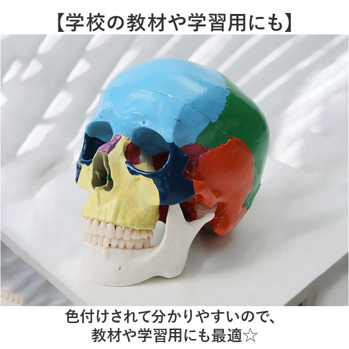 pmybone01_7_2048x.jpg?v=1724820415