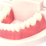 歯 模型 通販 歯列模型 歯模型 実物大 180度 開閉式 歯科 歯根 口内 上下顎 ムシ歯 顎 口腔 デンタルケア ブラッシング指導 指導 学校 学習 教育 授業 教材 小学 中学 用具 観察 高校