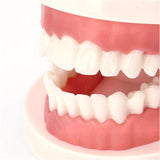 歯 模型 通販 歯列模型 歯模型 実物大 180度 開閉式 歯科 歯根 口内 上下顎 ムシ歯 顎 口腔 デンタルケア ブラッシング指導 指導 学校 学習 教育 授業 教材 小学 中学 用具 観察 高校