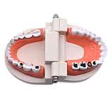 歯 模型 通販 歯列模型 歯模型 実物大 180度 開閉式 歯科 歯根 口内 上下顎 ムシ歯 顎 口腔 デンタルケア ブラッシング指導 指導 学校 学習 教育 授業 教材 小学 中学 用具 観察 高校