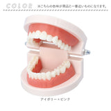 歯 模型 通販 歯列模型 歯模型 実物大 180度 開閉式 歯科 歯根 口内 上下顎 ムシ歯 顎 口腔 デンタルケア ブラッシング指導 指導 学校 学習 教育 授業 教材 小学 中学 用具 観察 高校