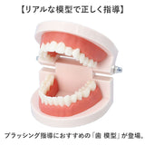 歯 模型 通販 歯列模型 歯模型 実物大 180度 開閉式 歯科 歯根 口内 上下顎 ムシ歯 顎 口腔 デンタルケア ブラッシング指導 指導 学校 学習 教育 授業 教材 小学 中学 用具 観察 高校