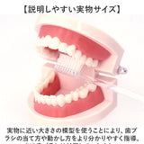 歯 模型 通販 歯列模型 歯模型 実物大 180度 開閉式 歯科 歯根 口内 上下顎 ムシ歯 顎 口腔 デンタルケア ブラッシング指導 指導 学校 学習 教育 授業 教材 小学 中学 用具 観察 高校
