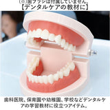 歯 模型 通販 歯列模型 歯模型 実物大 180度 開閉式 歯科 歯根 口内 上下顎 ムシ歯 顎 口腔 デンタルケア ブラッシング指導 指導 学校 学習 教育 授業 教材 小学 中学 用具 観察 高校